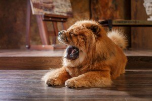 chow chow raças de