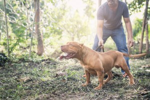 Pitbull Raças De Cachorro