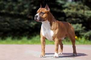 american staffordshire terrier raças de cachorro